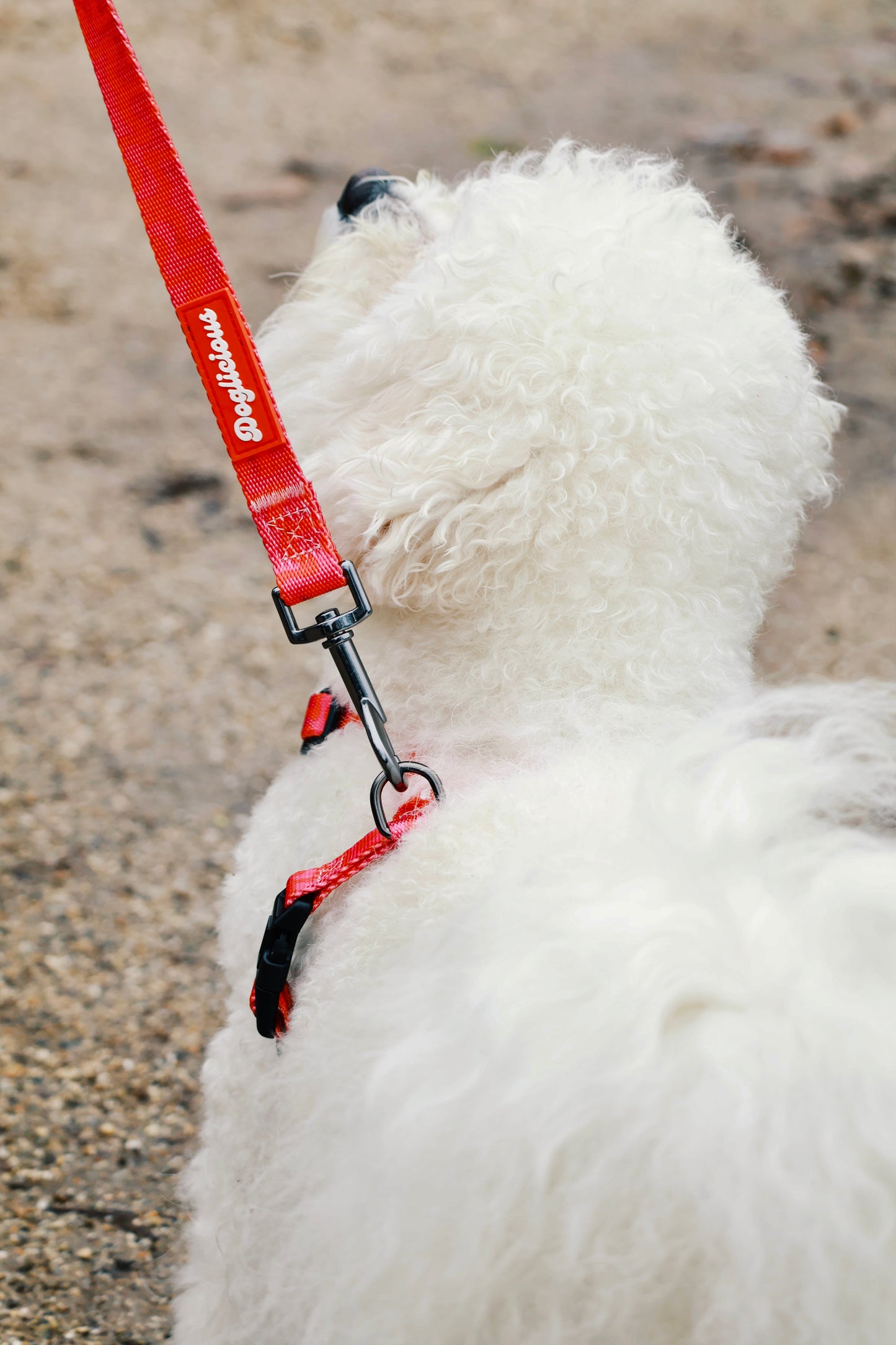 Rasberry Bliss Hands-Free Leash