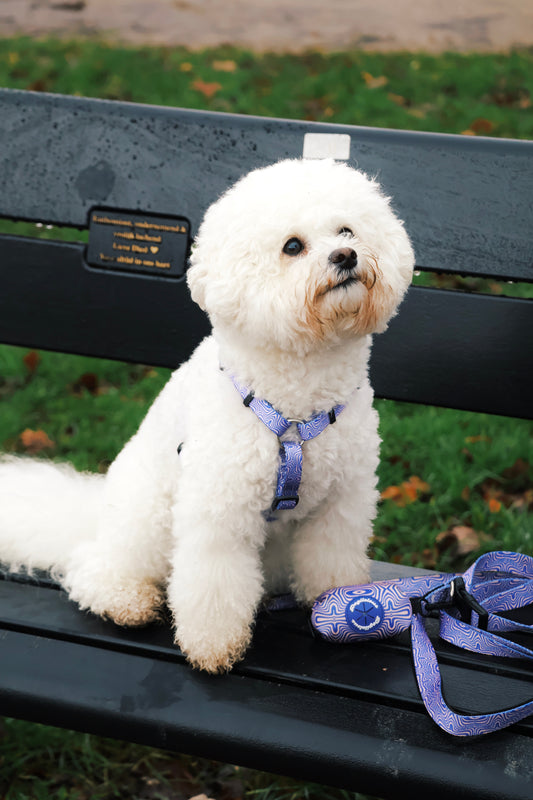 Retro Breeze Hands-Free Leash