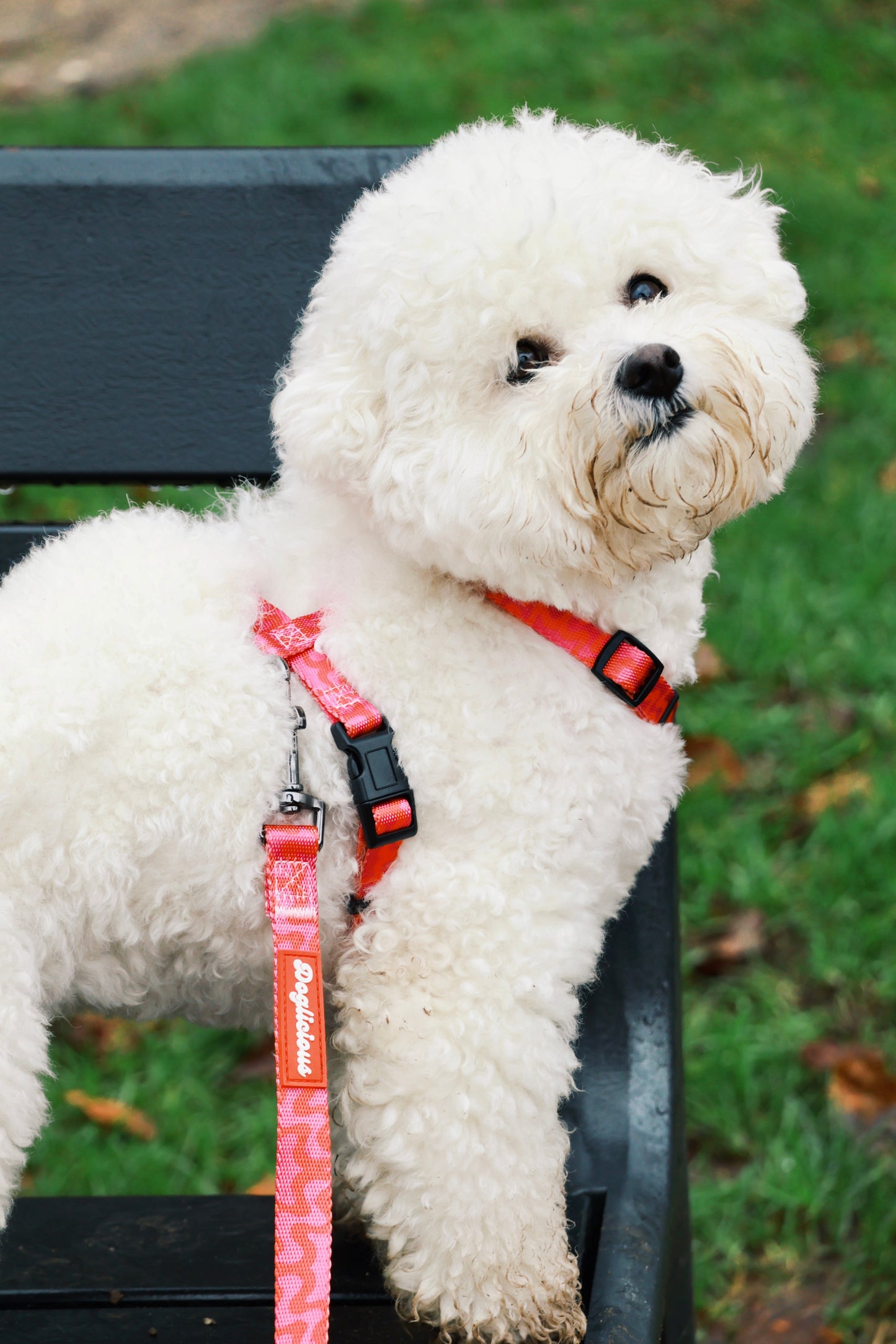 Rasberry Bliss Harness