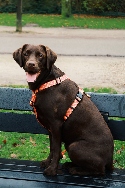 Sunset Swirl Harness